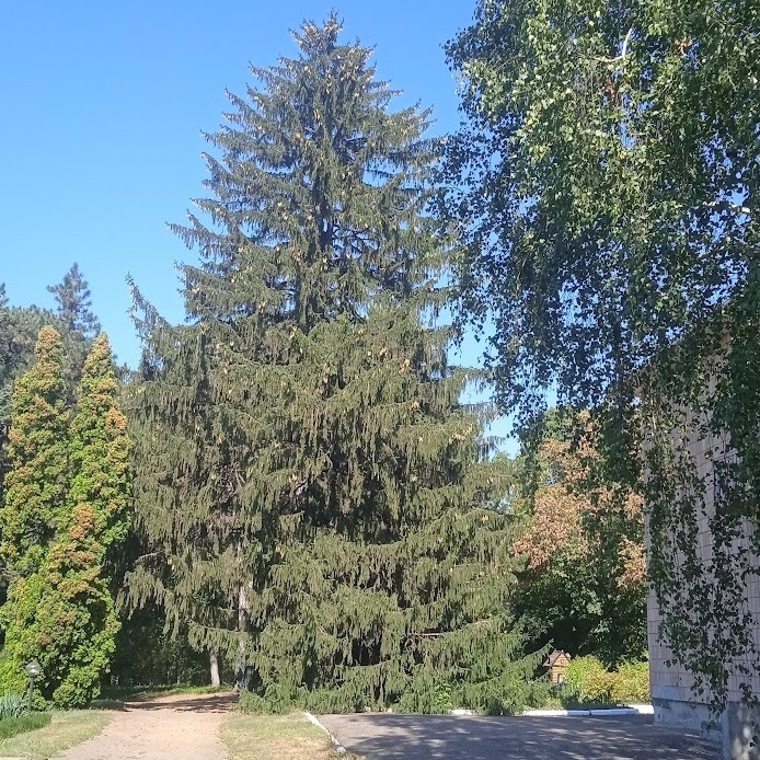 Ялина біля адміністративної будівлі дендропарку