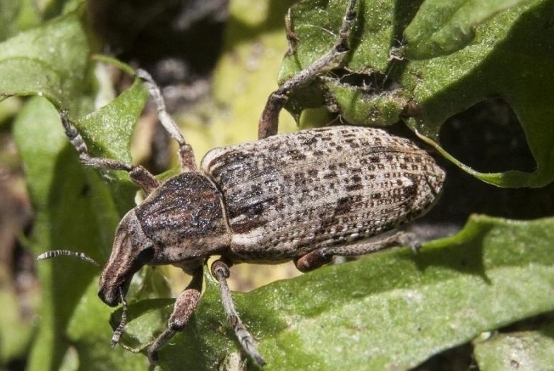 Cірий буряковий довгоносик