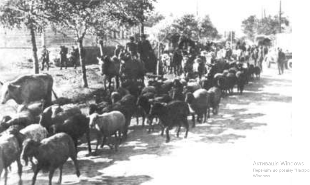 Реквізування худоби у селян німцями 1943 рік