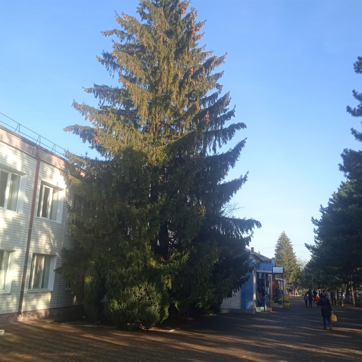 Ялина в Долинській