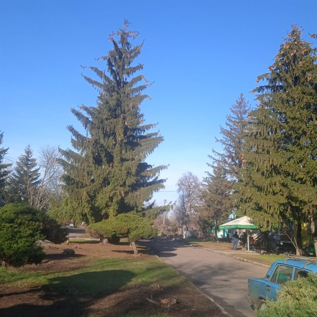 Ялини-красуні в Долинській
