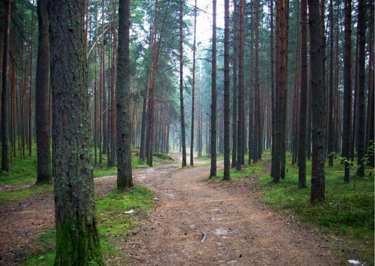 Сосновий бір