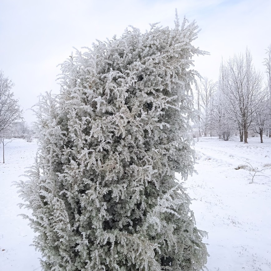 Ялівець звичайний взимку, парк "Дружба", Долинська