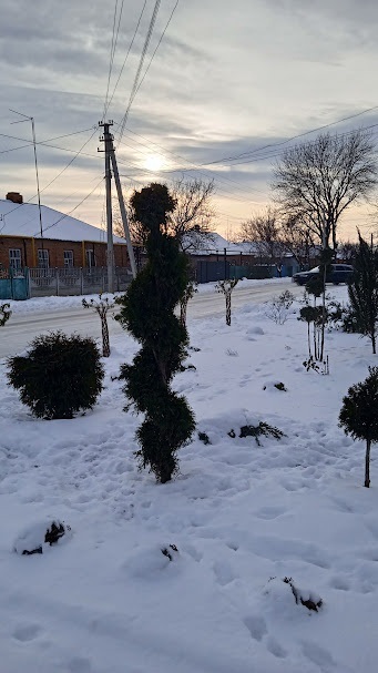 Фігурна стрижка ялівцю в озелененні Долинської