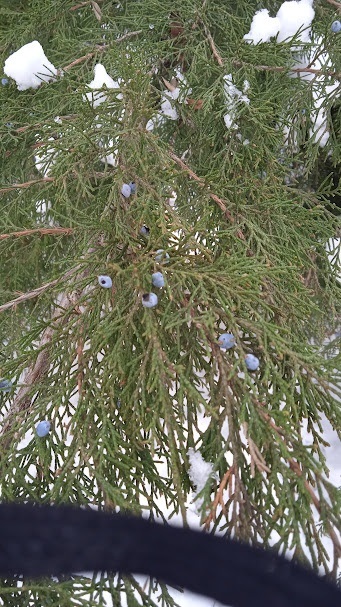 Шишкоягоди ялівцю козацького