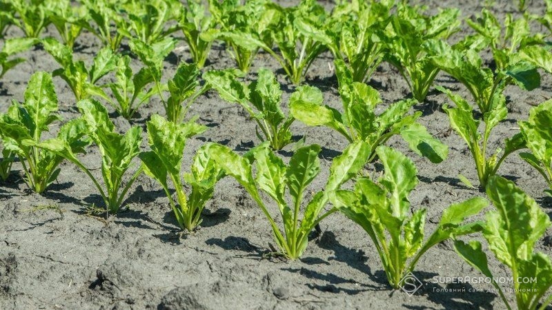 Посіви цукрових буряків