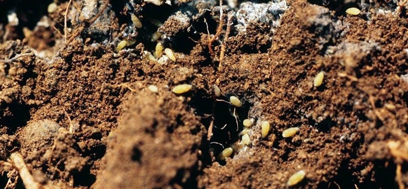 Коренева бурякова попелиця