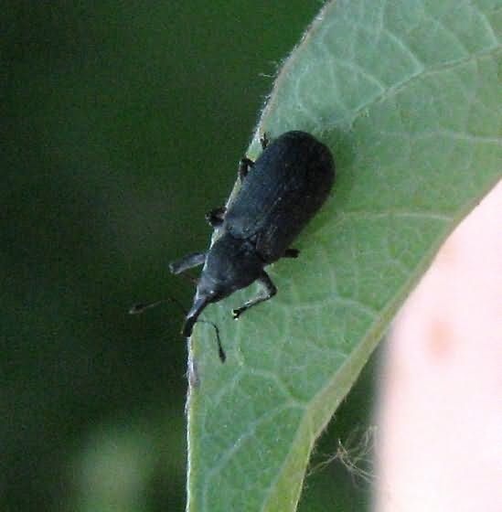 Чорний буряковий довгоносик