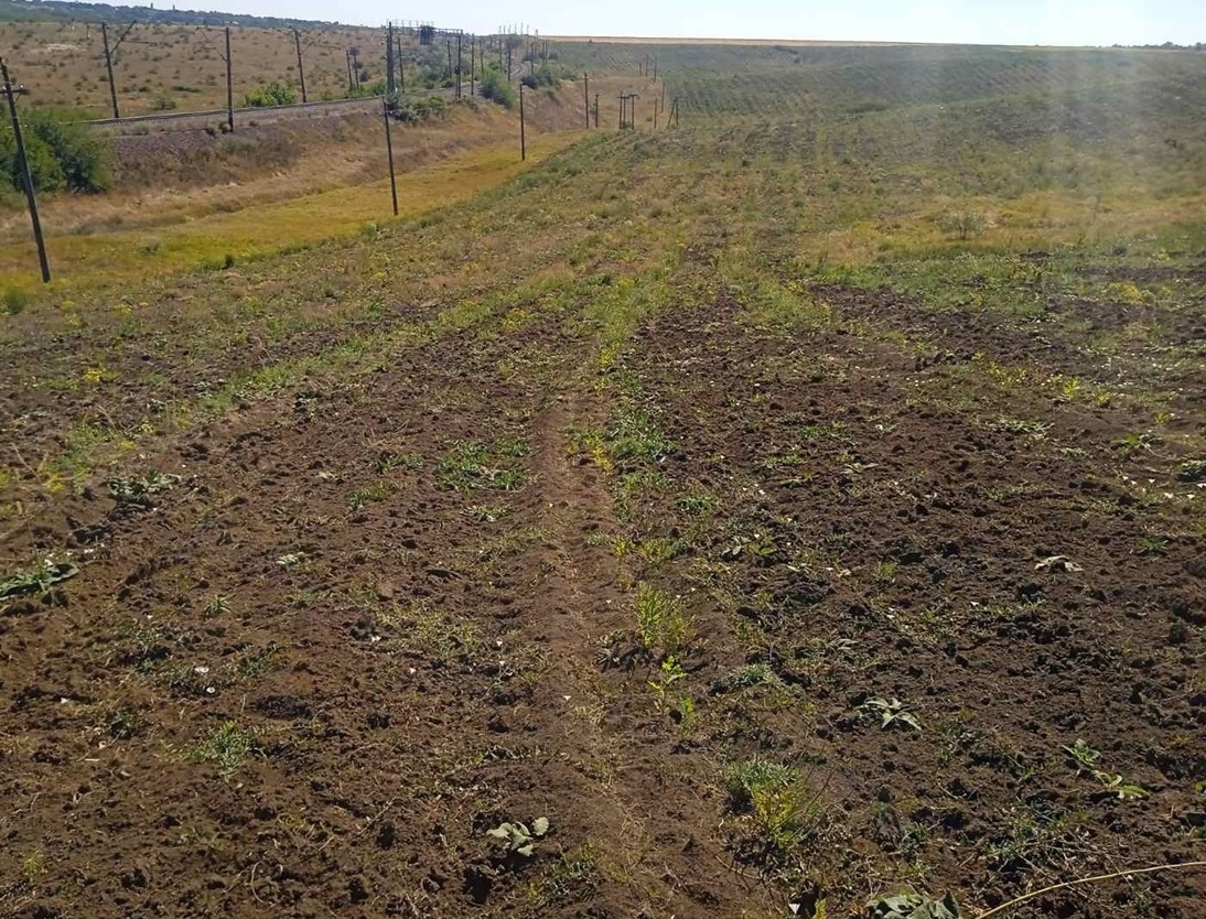 Тут скоро буде ліс